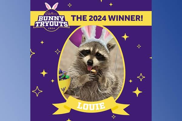 2024′s Cadbury bunny is a raccoon? Meet Louie, this year’s lucky pet
