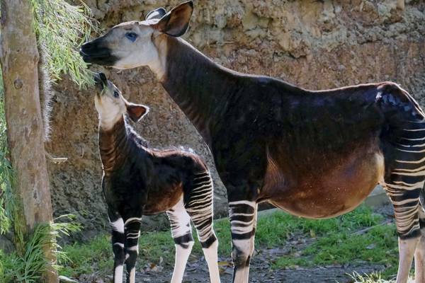 Oklahoma City Zoo says endangered okapi pregnant; baby due this fall