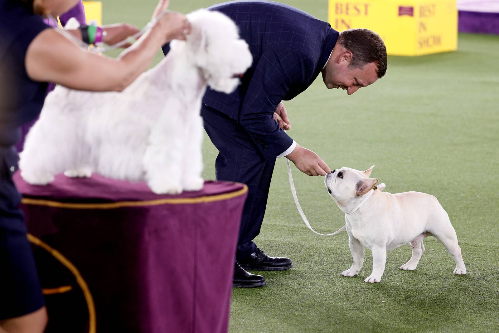 Westminster Dog Show 2024 Non Sporting Group Dael Mickie
