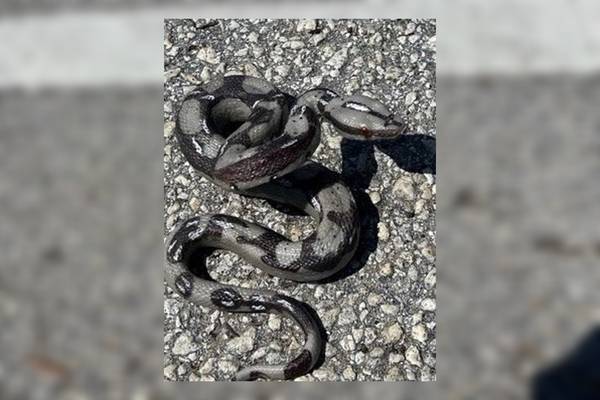 Florida woman throws rubber snake at deputies after high-speed chase