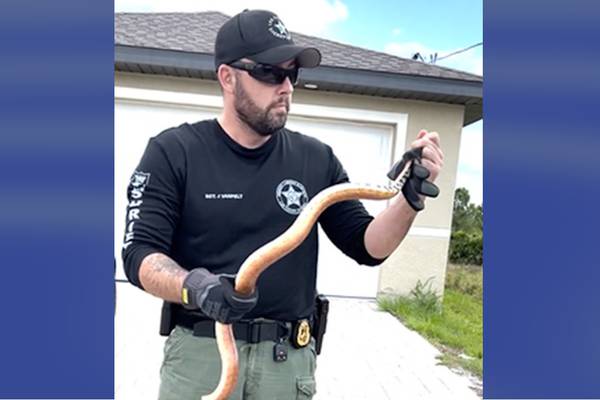 Revved up: Florida deputy wrangles snake from car engine