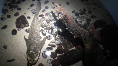 Methuselah, oldest living aquarium fish, believed to be about 90 years old