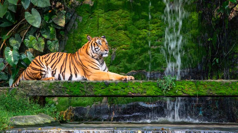 Bengal tiger resting Near the waterfall with green moss from inside the jungle zoo .