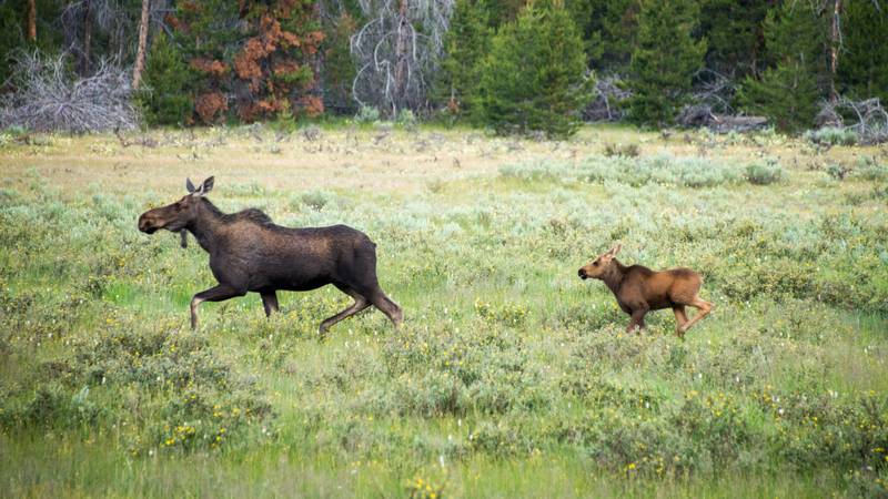 Two police officers and a man helped to rescue a baby moose that fell into a lake in Alaska.