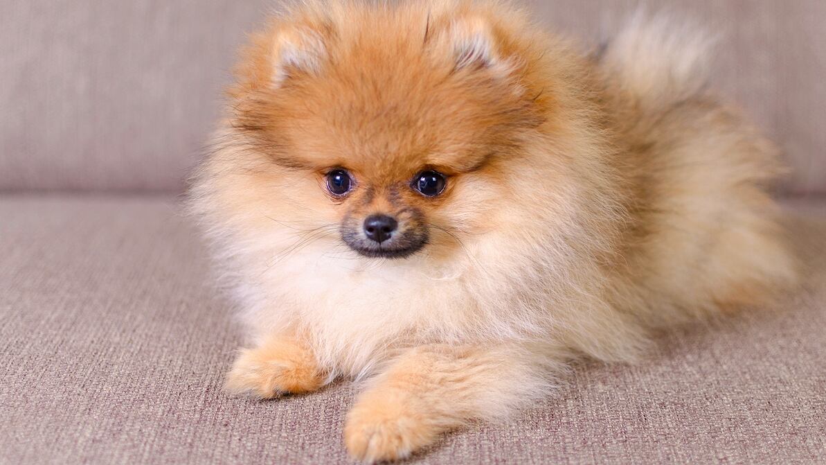 Officers reunite teen with her 8-week-old Pomeranian puppy that was stolen