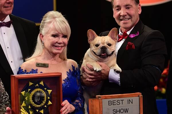 National Dog Show 2022: See the best in show, group winners