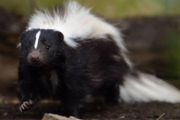 Skunked: Pennsylvania police save critter tangled in pitching net